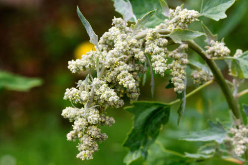 Scientists in the Arab world are sequencing highly salt tolerant strains of some crops.